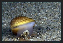 Asian clam, Corbicula invasive specie colonizing Swiss la... by Sven Tramaux 